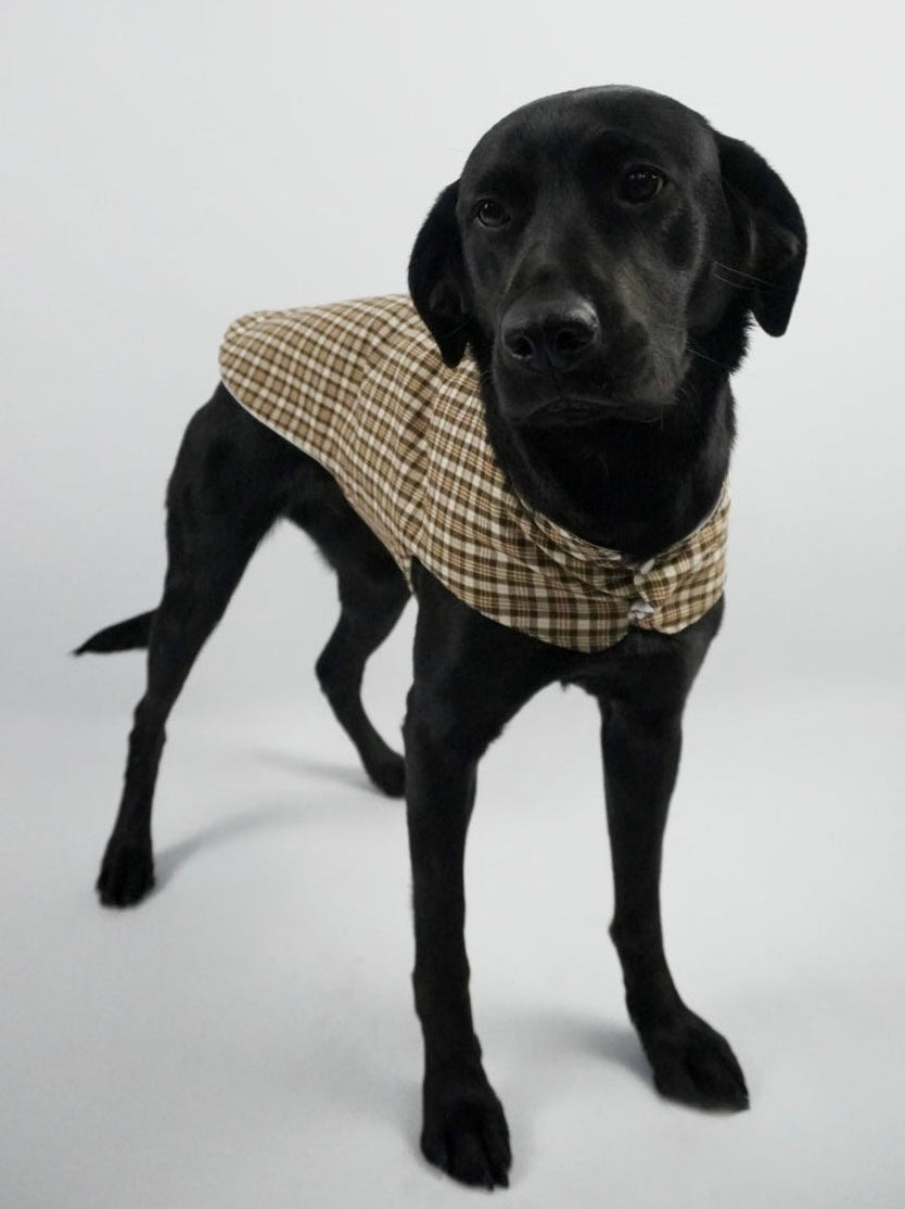 “Nogal”